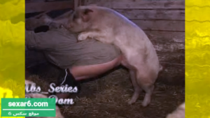 سكس حيوانات سكس حيوانات